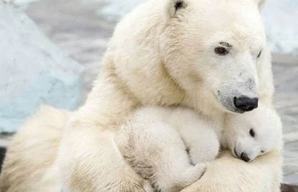 White bear with cub