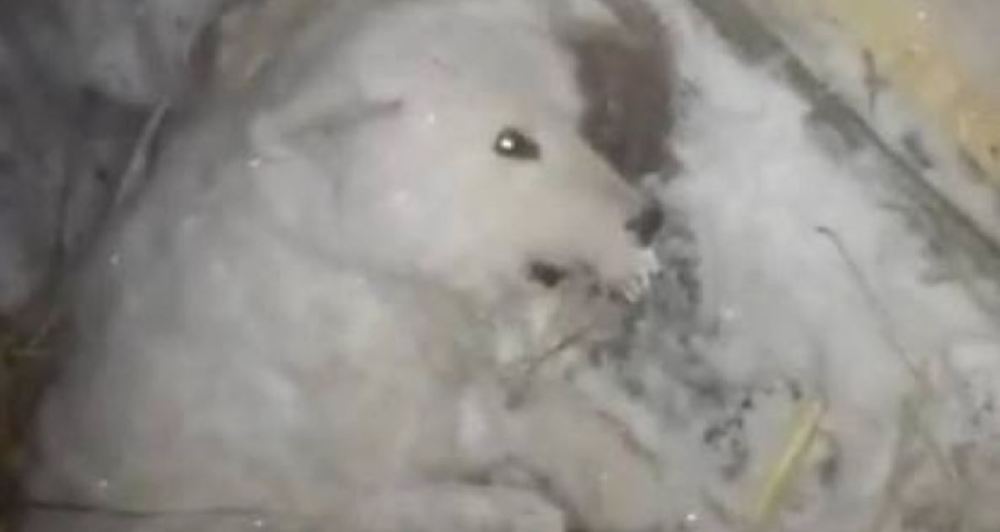 dog ice